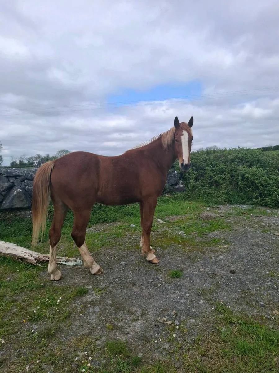 Rid Gelding - Image 1