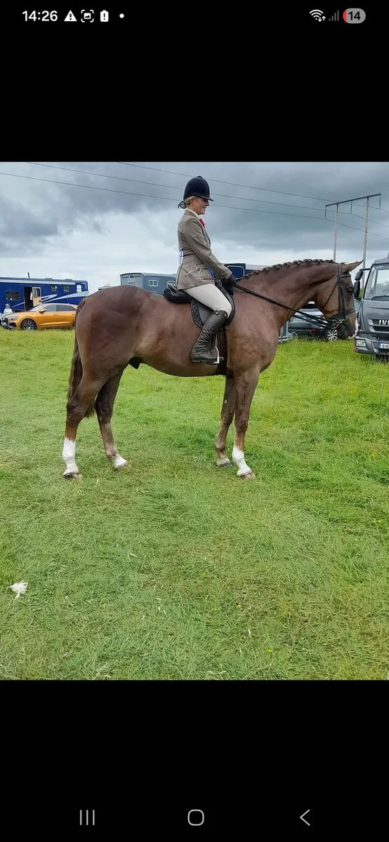 Horse - Image 2