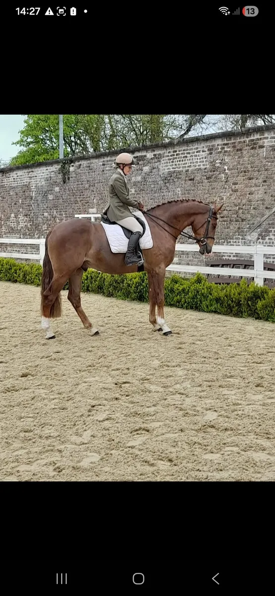 Horse - Image 3