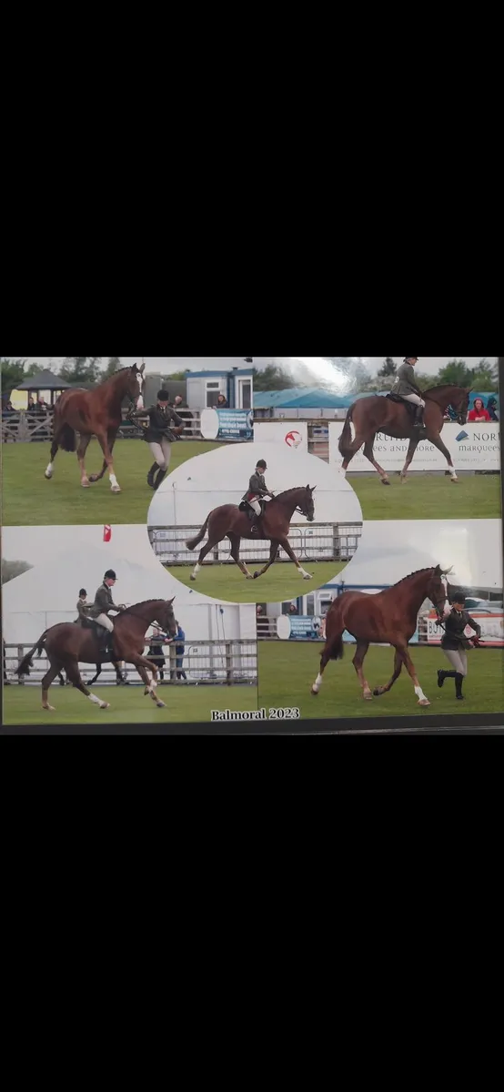 Horse - Image 1