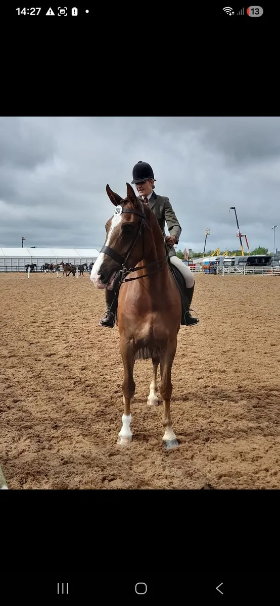 Horse - Image 4