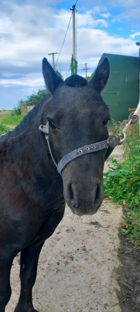 Shetland pony for sale - Image 3