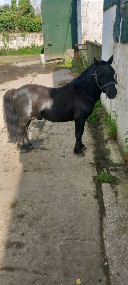 Shetland pony for sale - Image 4