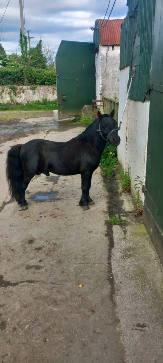 Shetland pony for sale - Image 1