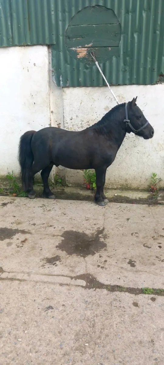 Shetland pony for sale - Image 2
