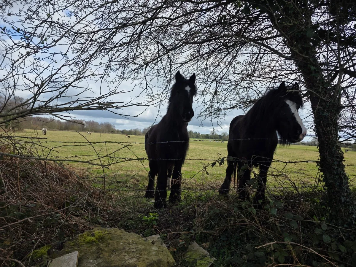 Pony - Image 2