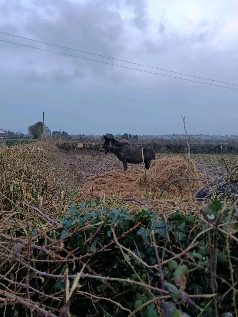 Pony - Image 3
