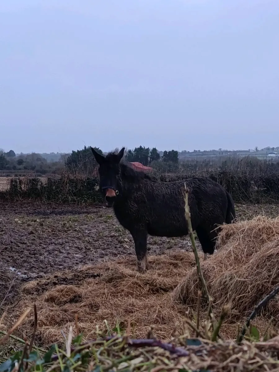 Pony - Image 4