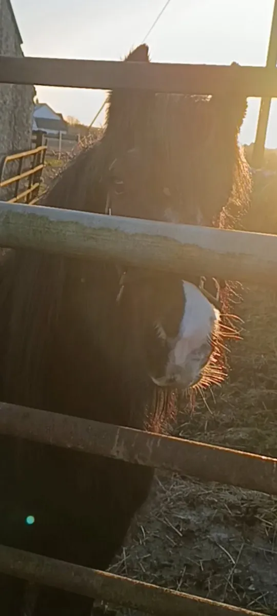 Pony - Image 1