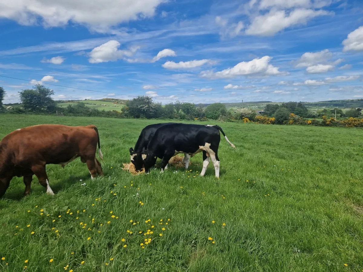 Bulls - Image 2