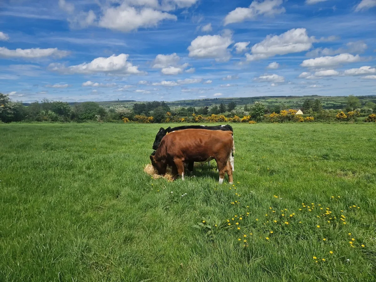 Bulls - Image 3