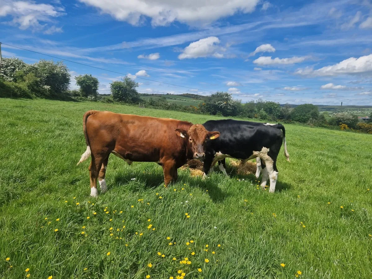 Bulls - Image 1