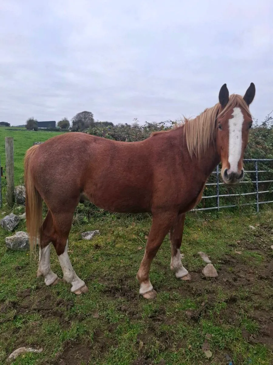 Rid Gelding - Image 3