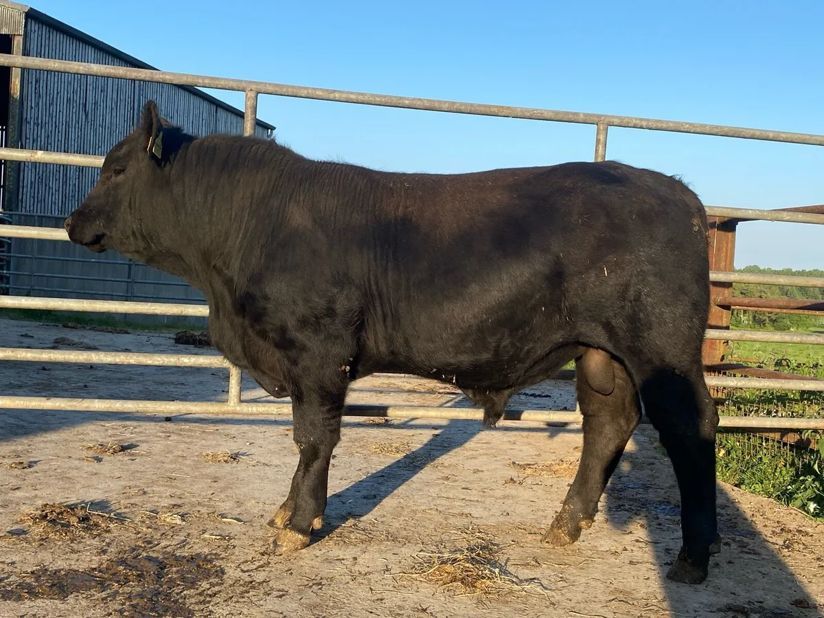 5 star Dairy Beef Angus bull - Image 3