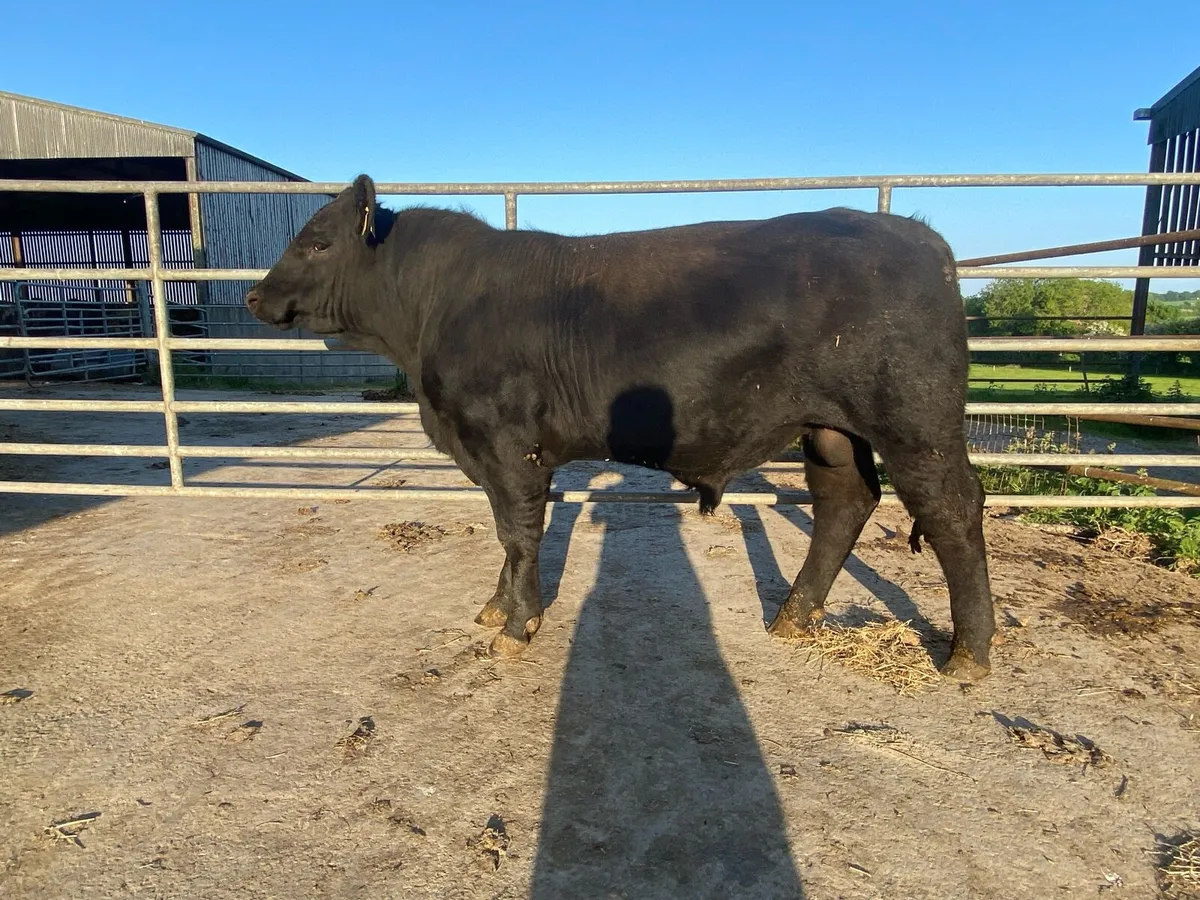 5 star Dairy Beef Angus bull - Image 2