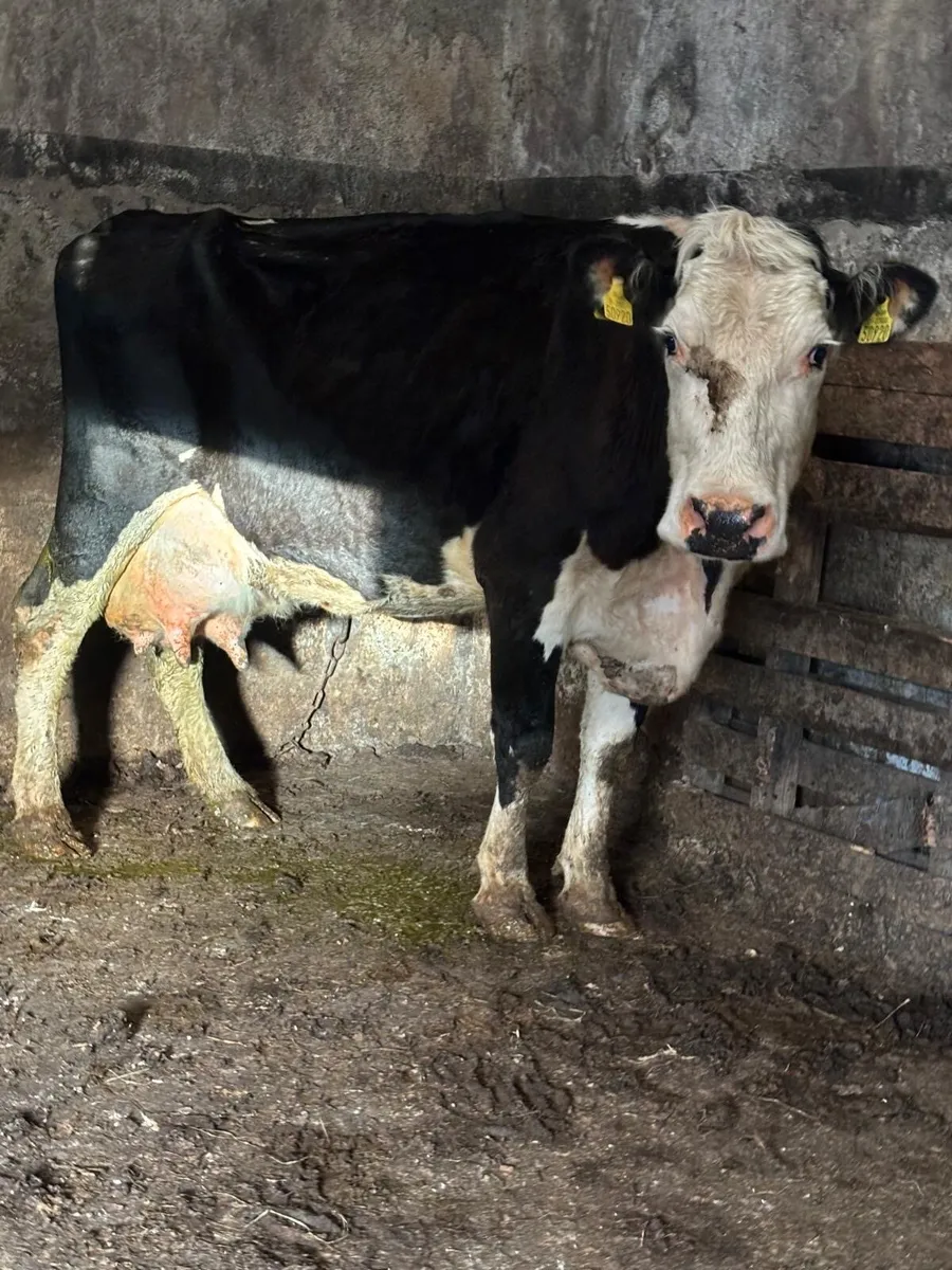 Foster cow for sale - Image 1