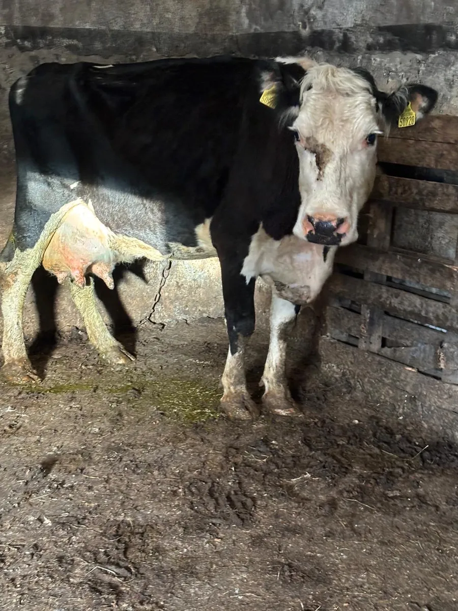 Foster cow for sale - Image 2