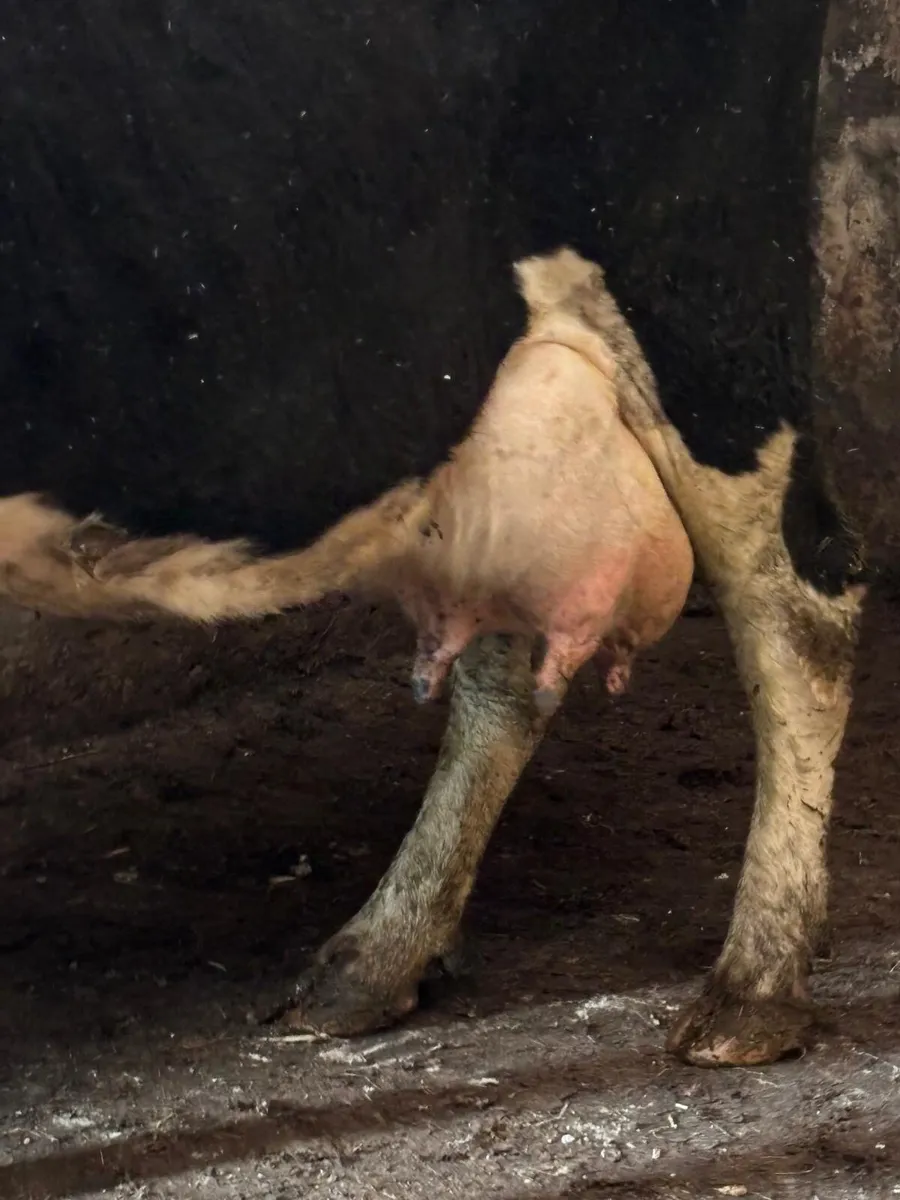 Foster cow for sale - Image 3