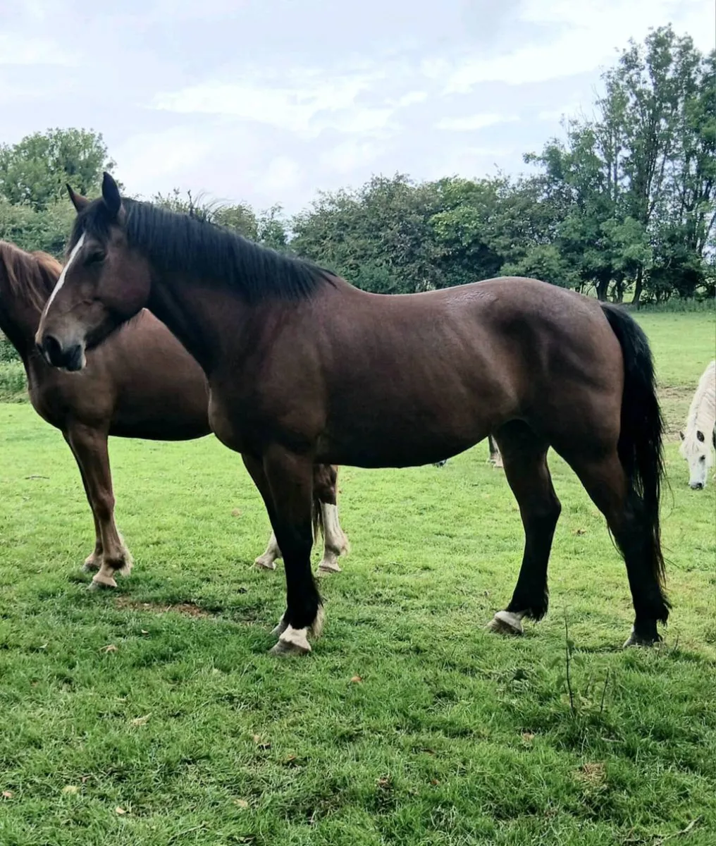 Smashing mare - Image 1