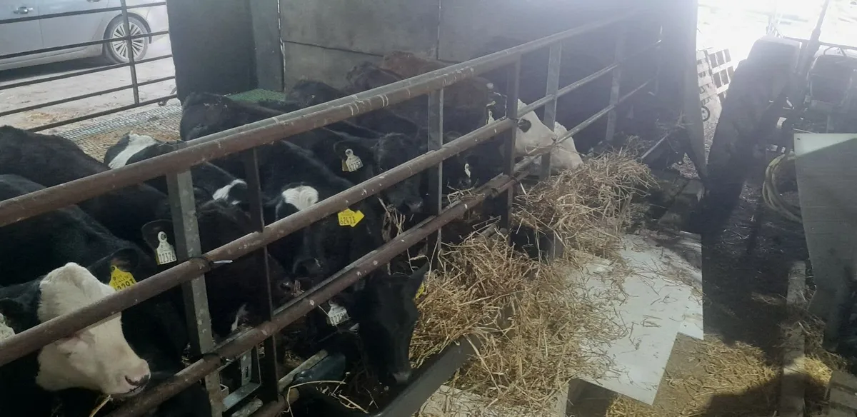 Calves for sale Carnaross Mart - Image 2