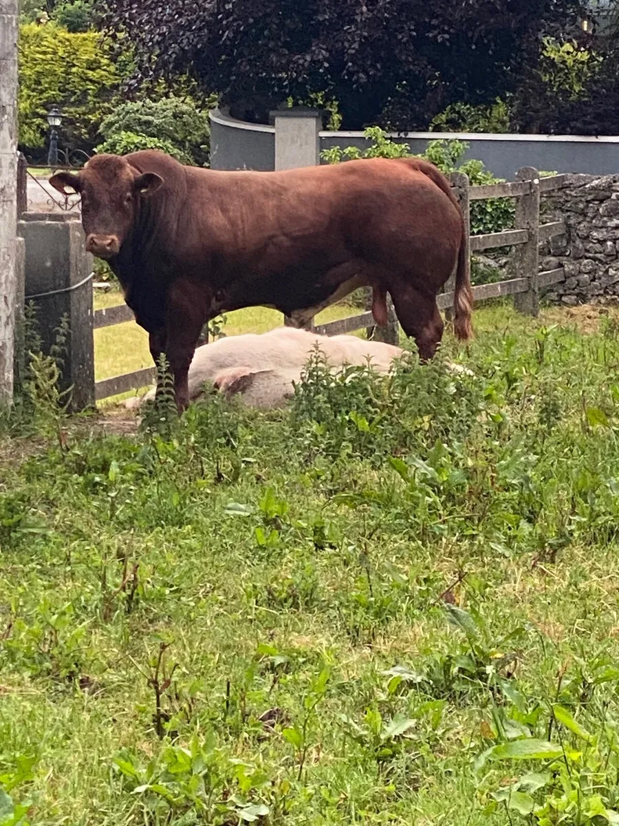 Beef cattle - Image 1