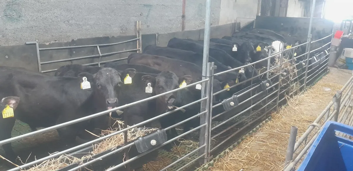 Calves for sale Carnaross Mart - Image 3