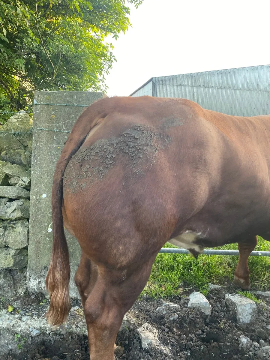 Beef cattle - Image 2