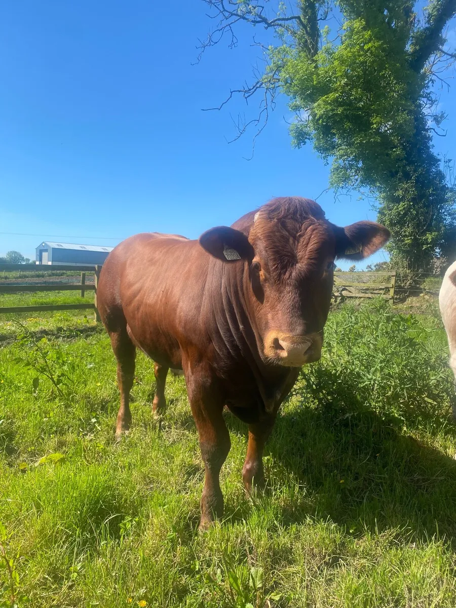Beef cattle - Image 4