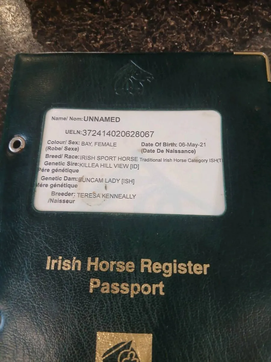 Smashing mare - Image 2