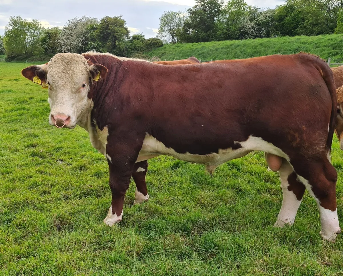 Pedigree Hereford Bulls - Image 1