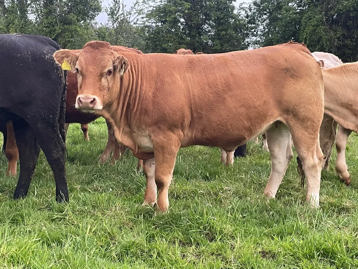 Bulling Heifers - Image 1