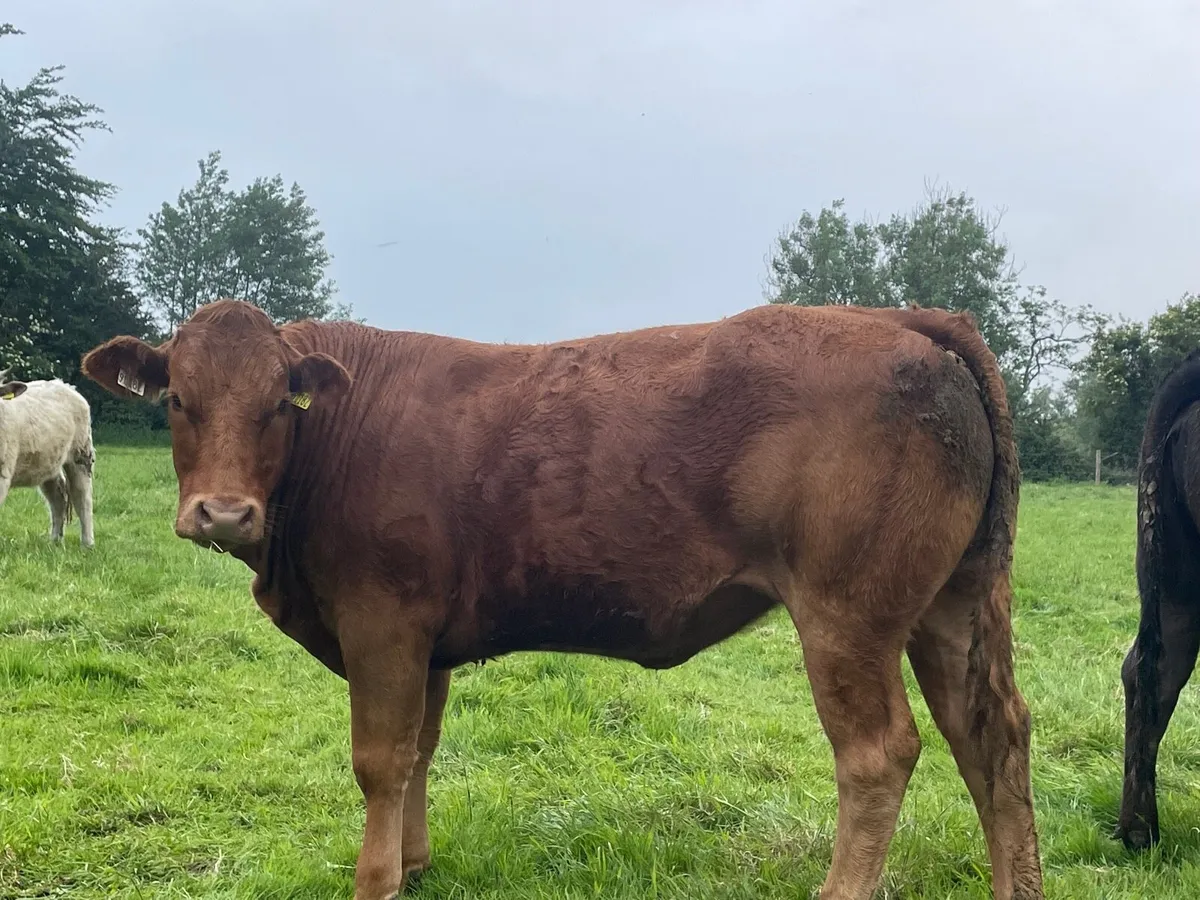 Bulling Heifers - Image 2