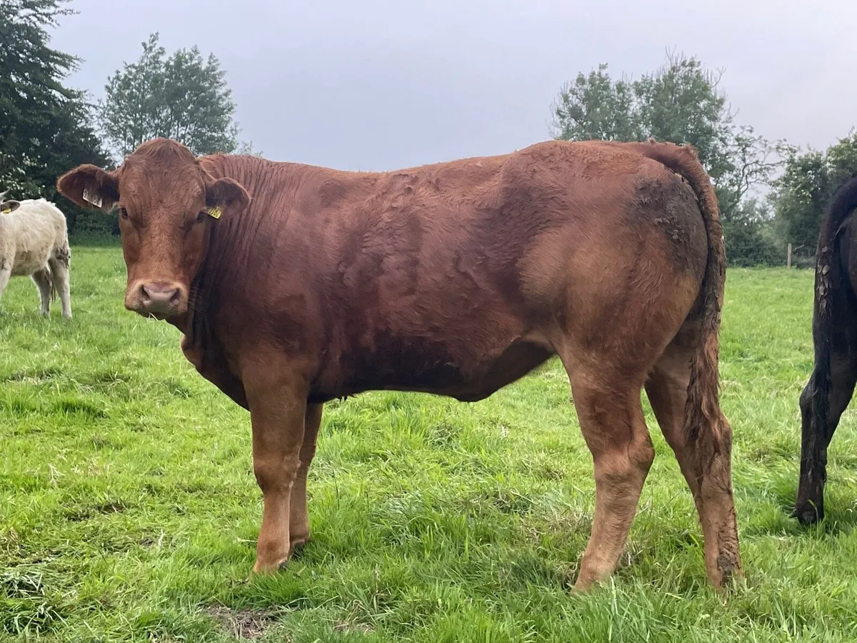 Bulling Heifers - Image 3