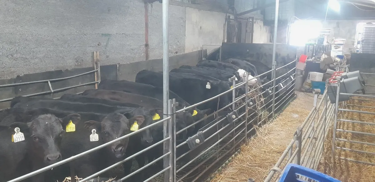Calves for sale Carnaross Mart - Image 4
