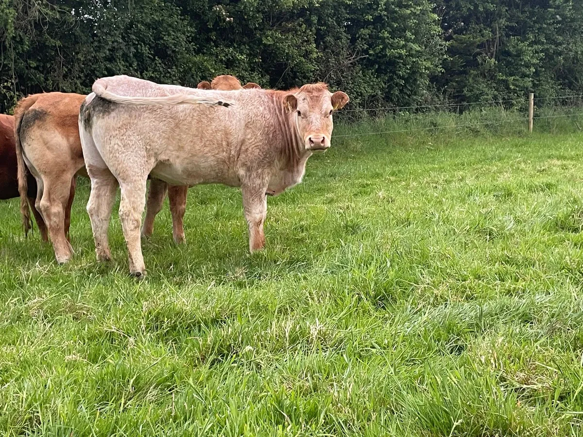 Bulling Heifers - Image 4