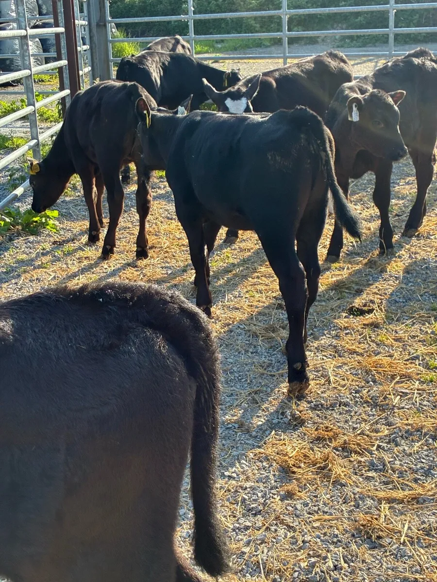 SUPER QUALITY AA HEIFER/BULL CALVES 3 MONTHS OLD - Image 1