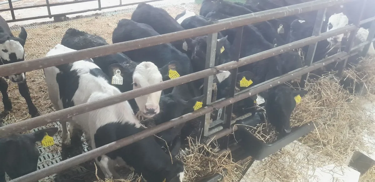 Calves for sale Carnaross Mart - Image 1