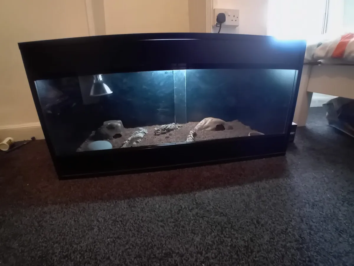 Leopard gecko - Image 3