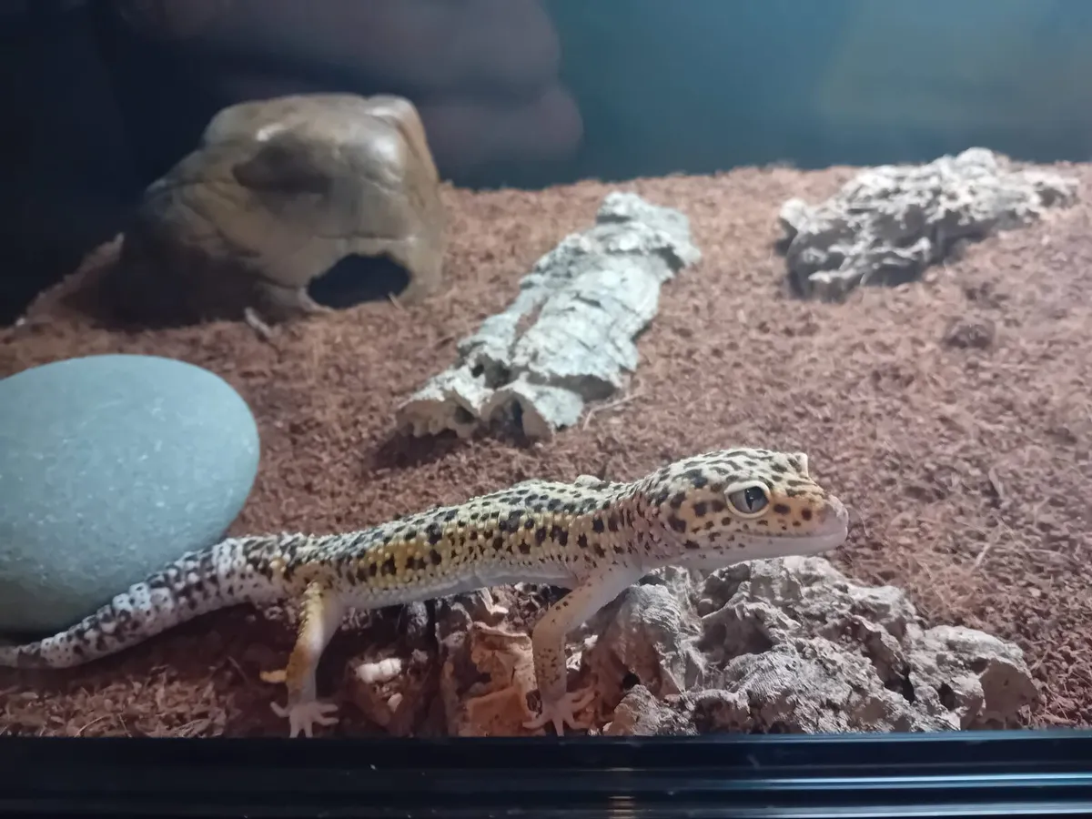Leopard gecko - Image 1
