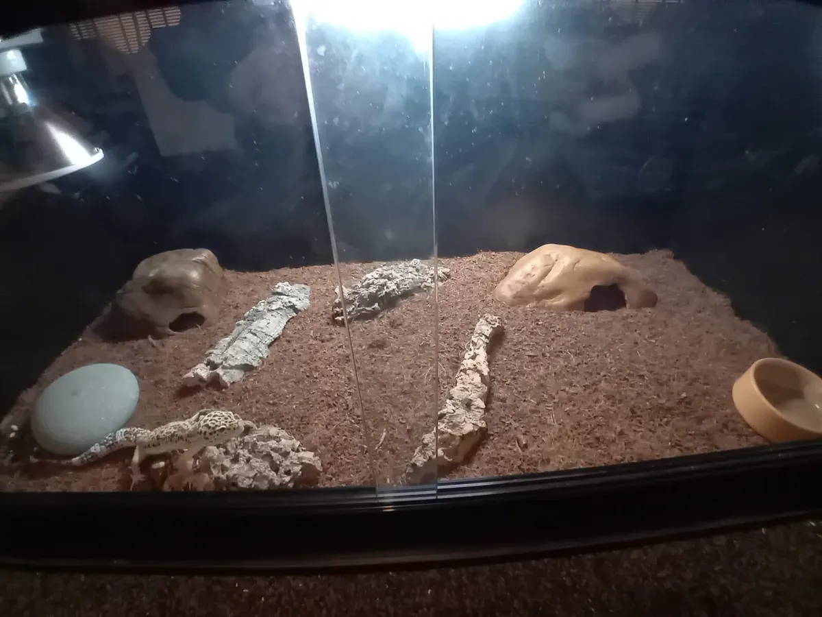 Leopard gecko - Image 2