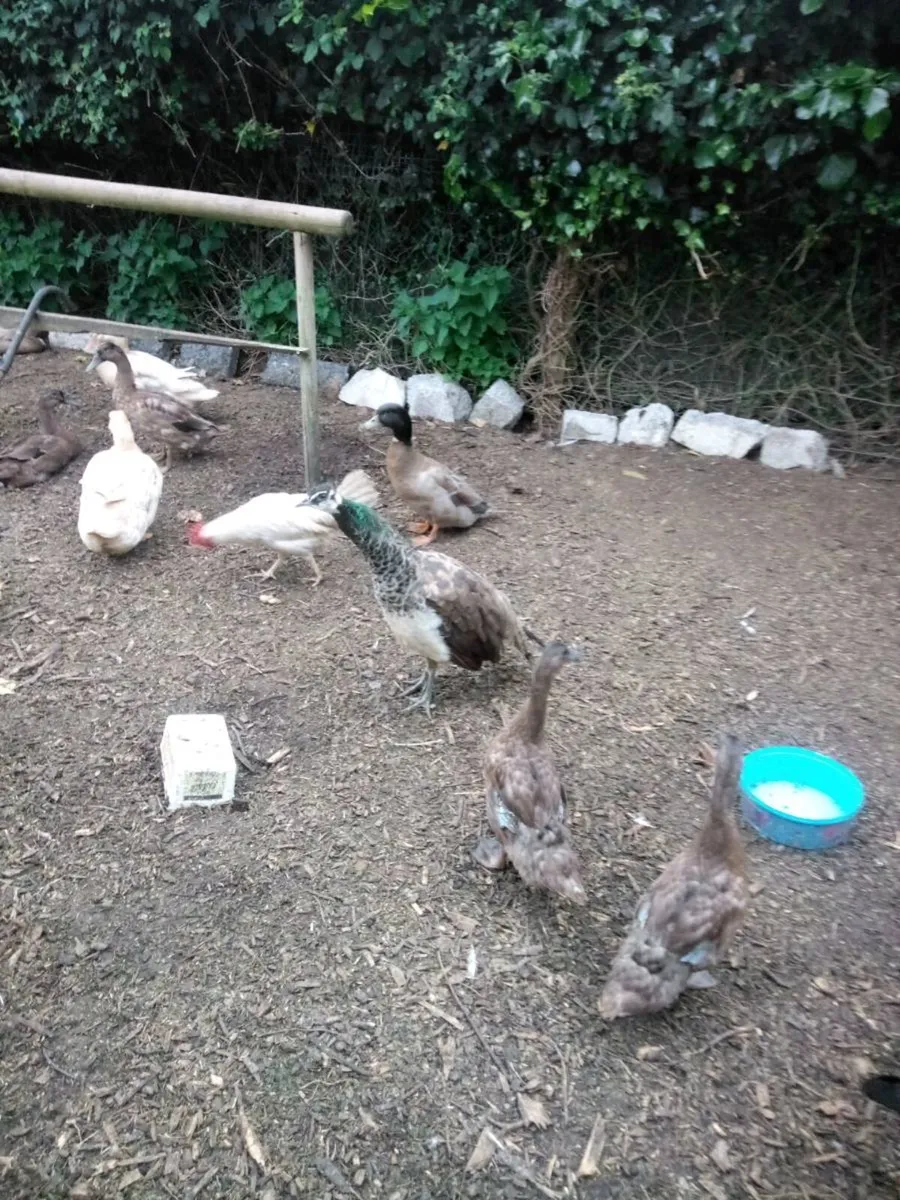 Pea hen/Drake's /Duckling Roosters/ Hatching eggs. - Image 1