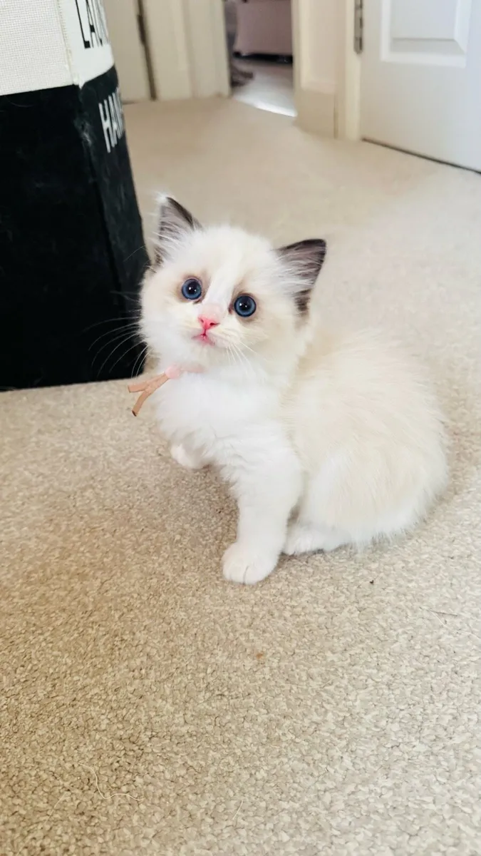 Pure breed Ragdoll kittens - Image 2