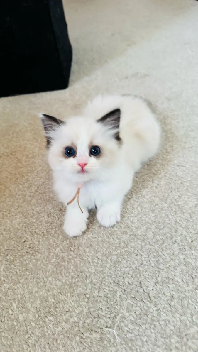 Pure breed Ragdoll kittens - Image 3
