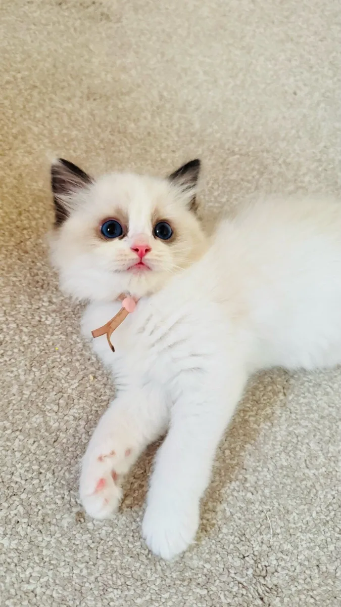 Pure breed Ragdoll kittens - Image 4