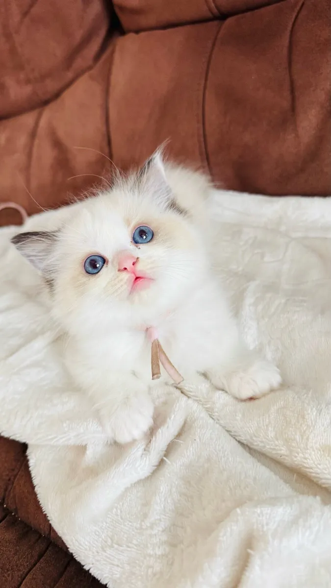 Pure breed Ragdoll kittens - Image 1