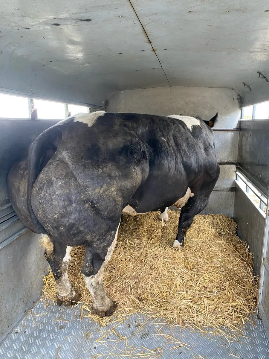 Receipient due Pedigree blue Heifer calf - Image 3