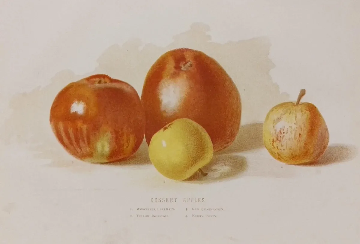 Desert Apples 1889 Botanical Print - Image 2