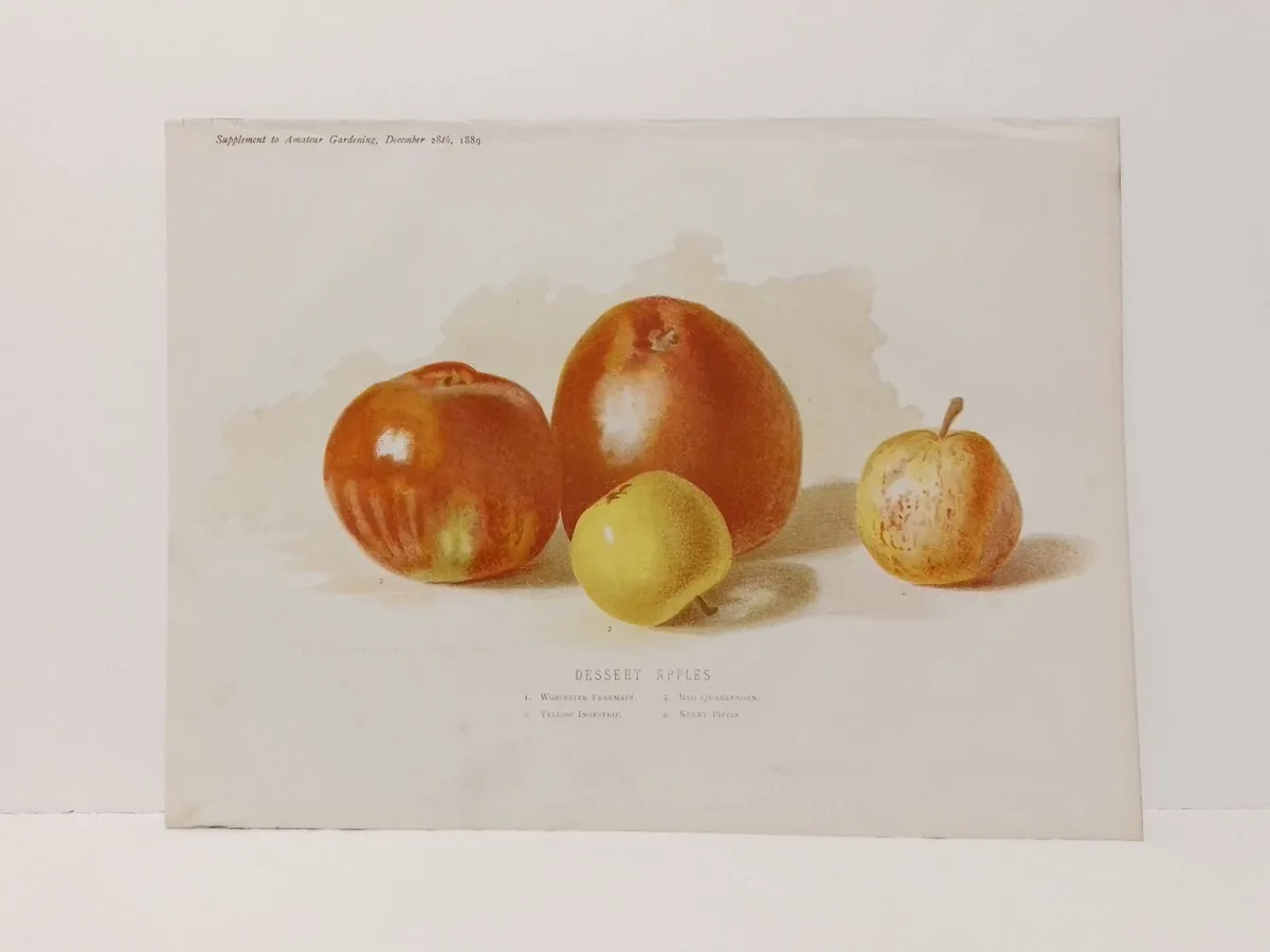 Desert Apples 1889 Botanical Print - Image 3