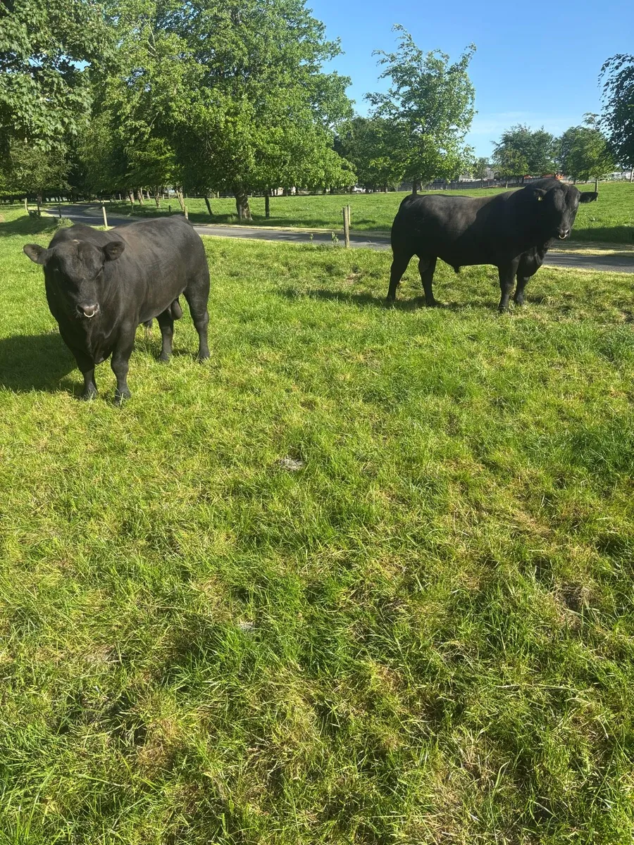 Two Angus bulls - Image 1