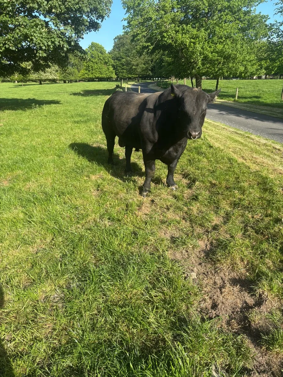 Two Angus bulls - Image 2